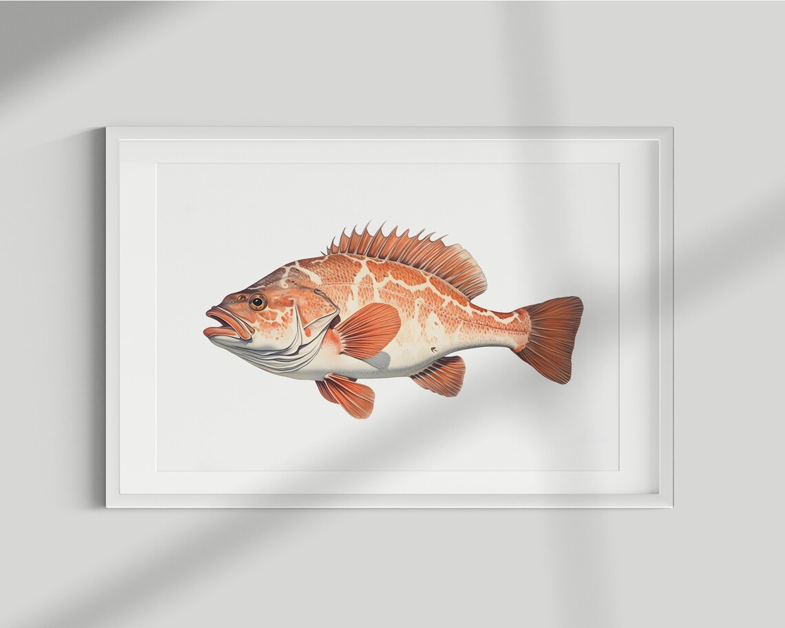 Vintage Grouper Fish Illustration Art Print