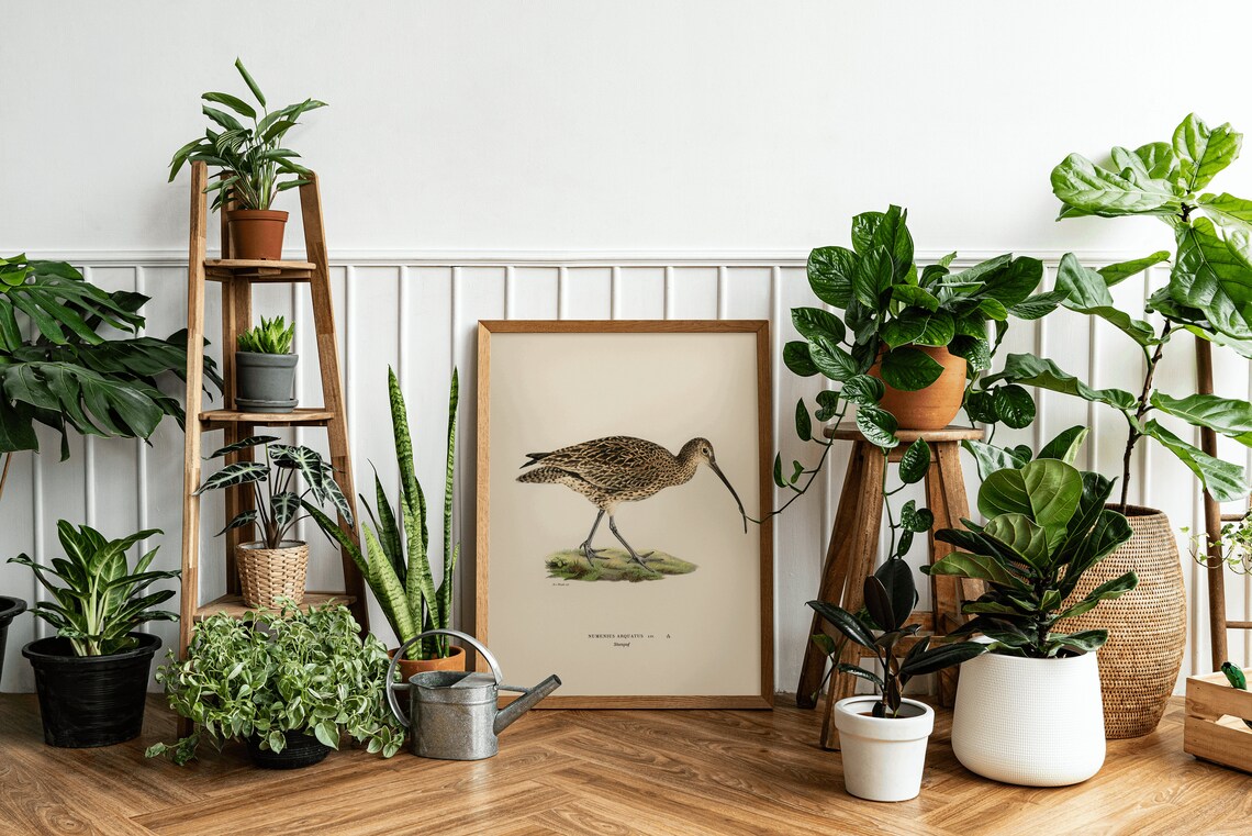 Curlew Bird Vintage Nature Art Print, Classic Decor - Image 2