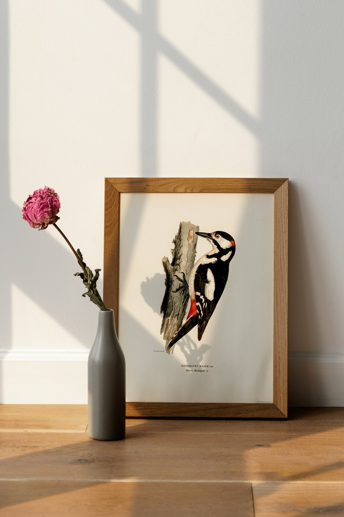 Great Spotted Woodpecker Vintage Nature Art Print - Image 4