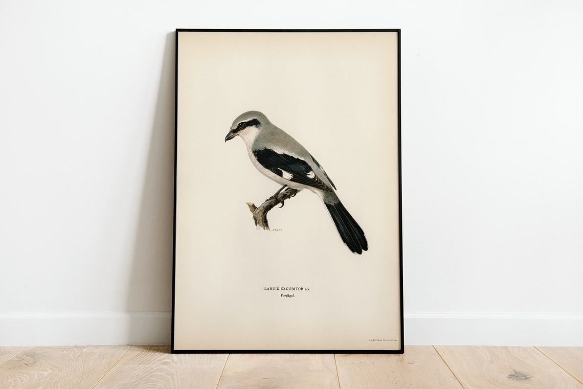 Great Grey Shrike Vintage Ornithological Illustration Poster