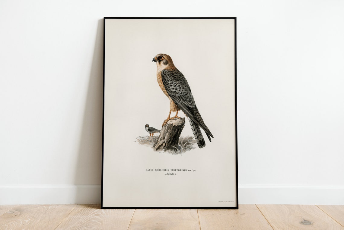 Red Footed Falcon Vintage Ornithological Illustration Poster