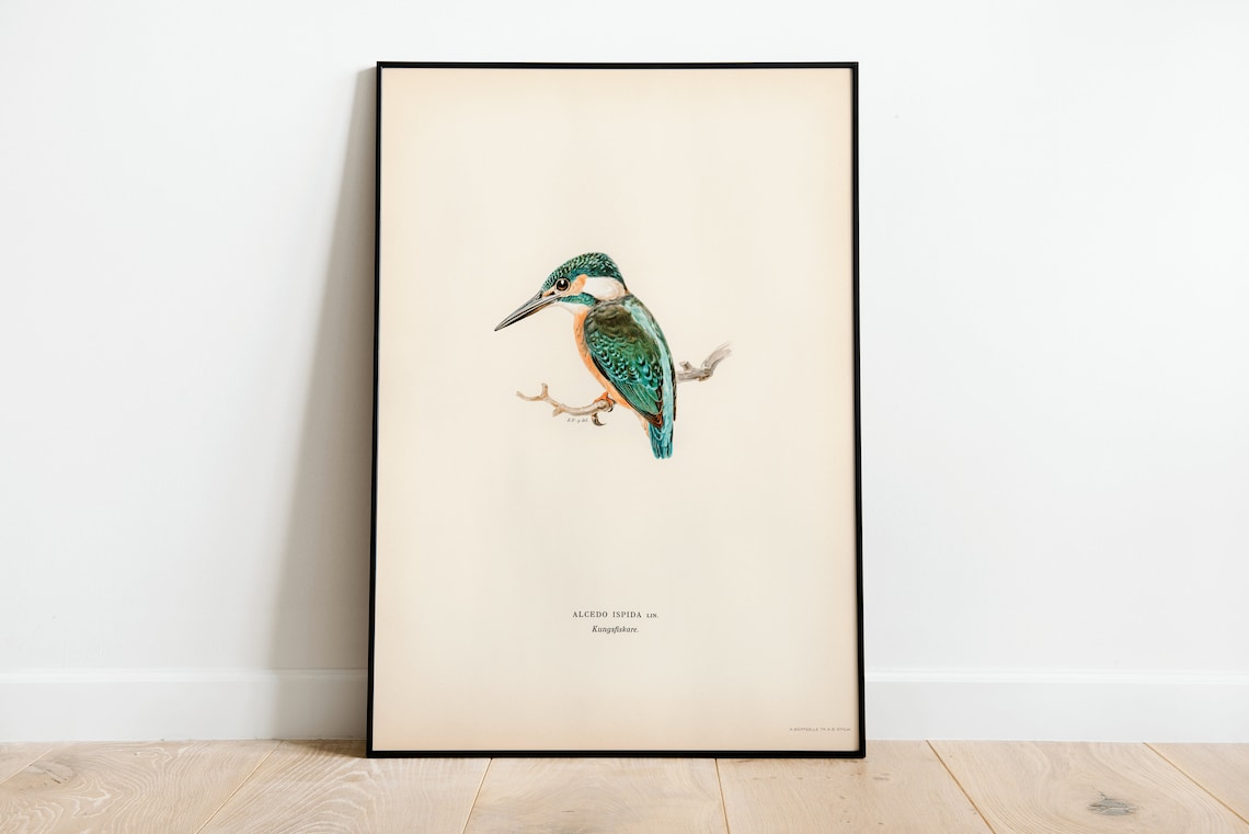 Common Kingfisher Vintage Nature Art Print Poster