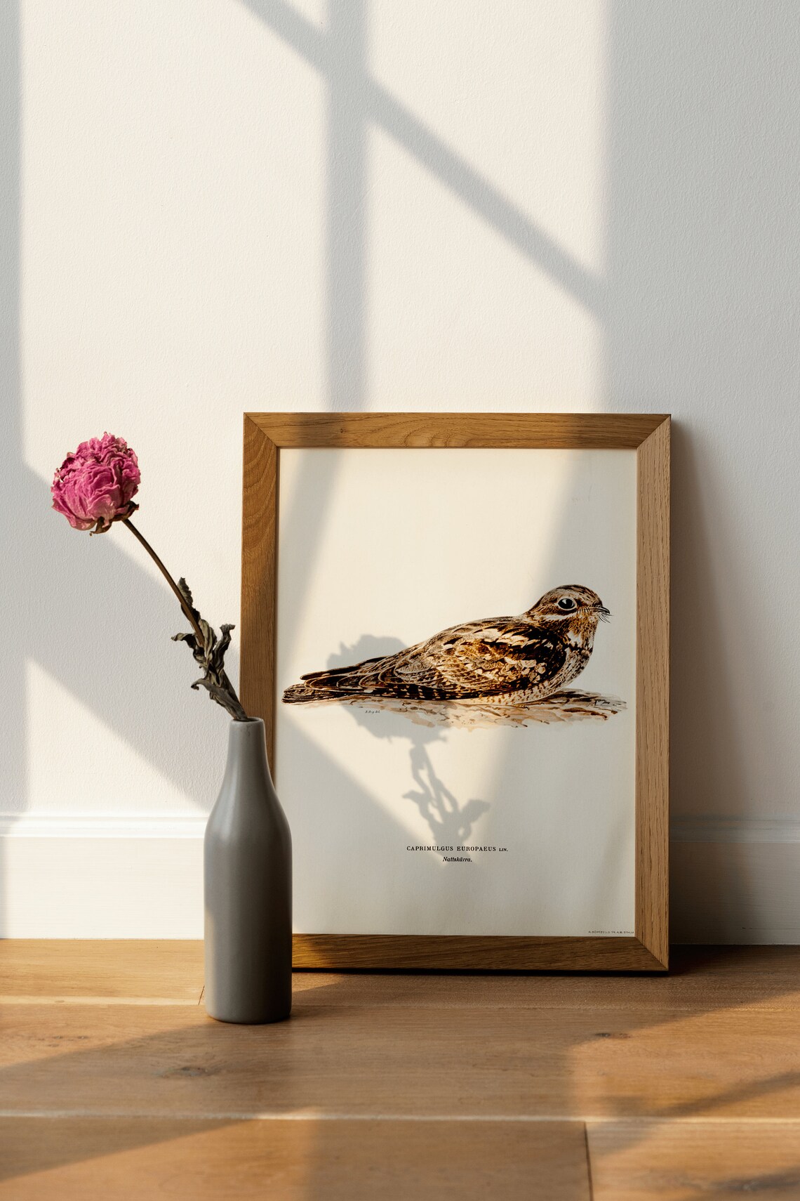 Nightjar Bird Vintage Nature Art Print Poster - Image 4
