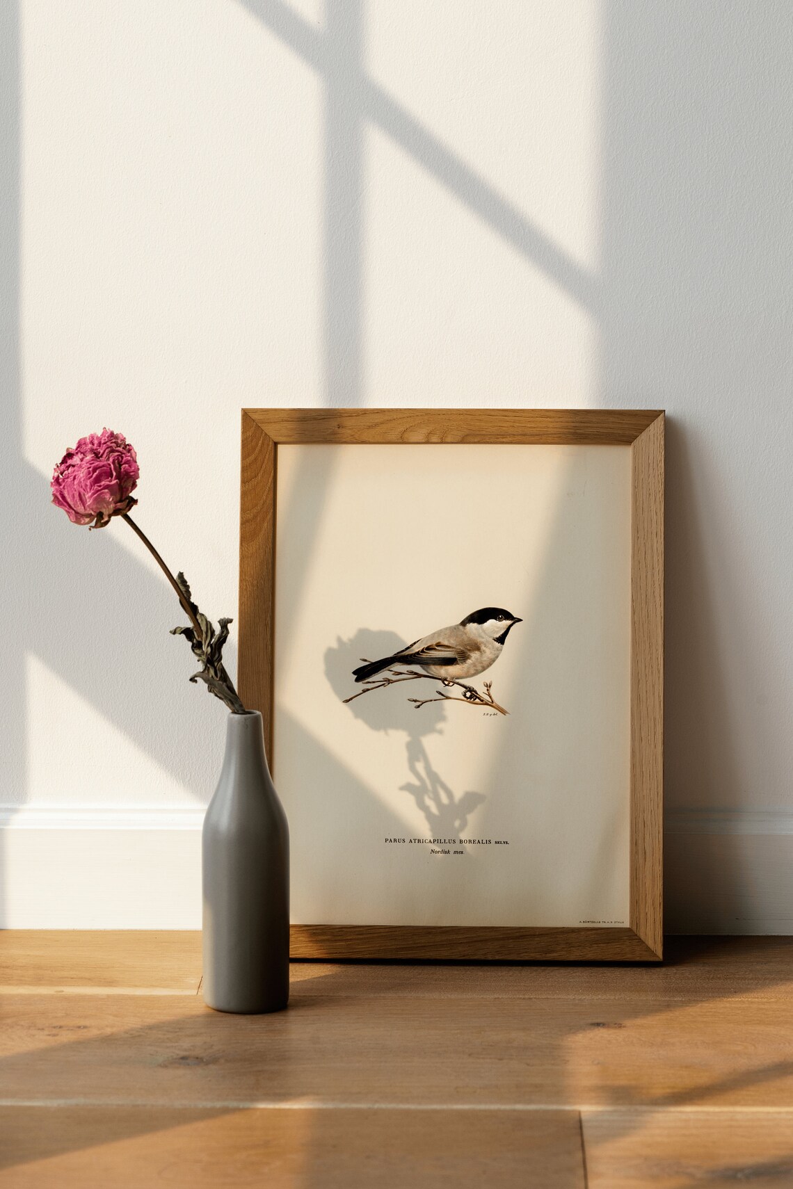 Black Capped Chickadee Vintage Nature Art Print - Image 4