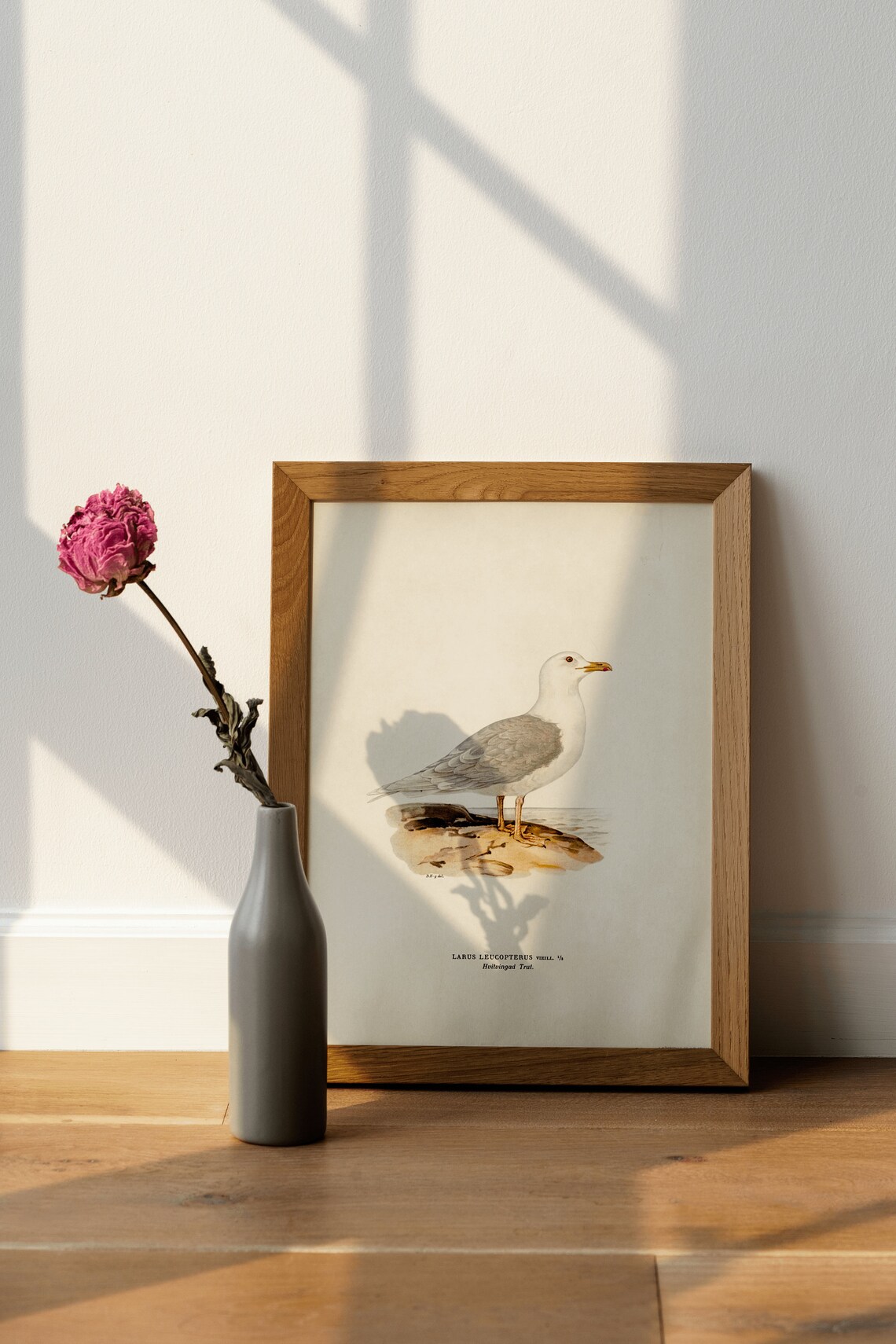 Iceland Gull Larus Leucopterus Vintage Seabird Illustration Print - Image 4