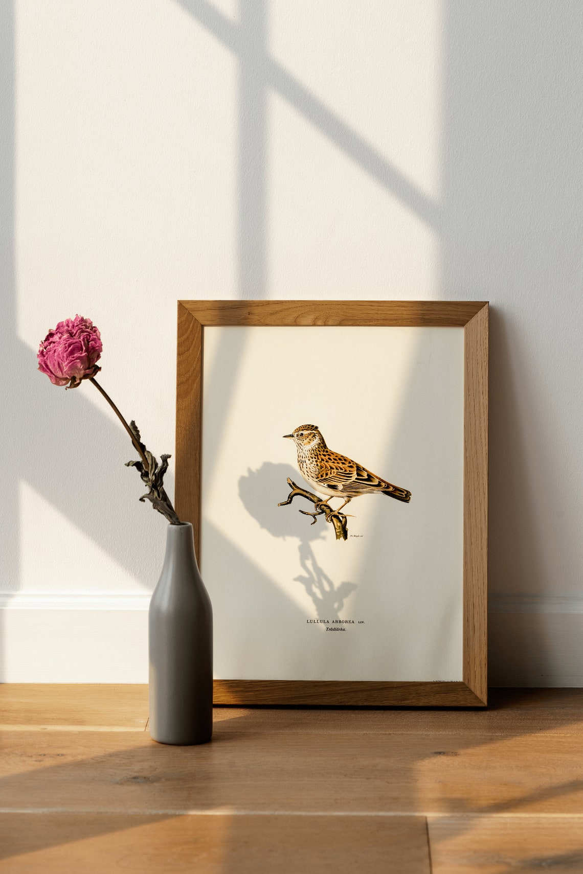 Woodlark Vintage Ornithological Songbird Illustration Art Poster - Image 4