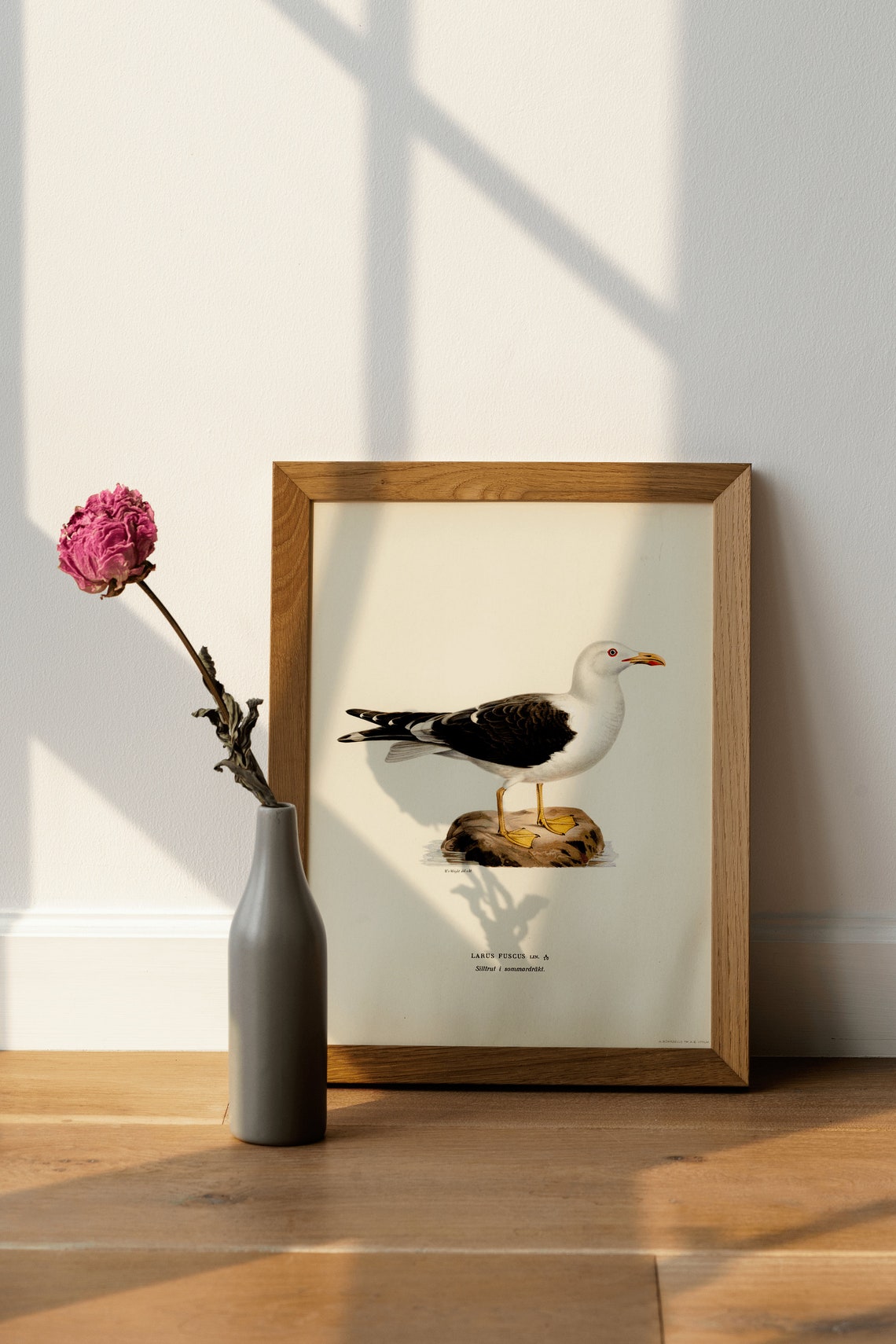 Lesser Black Backed Gull Vintage Bird Illustration Art Poster - Image 4