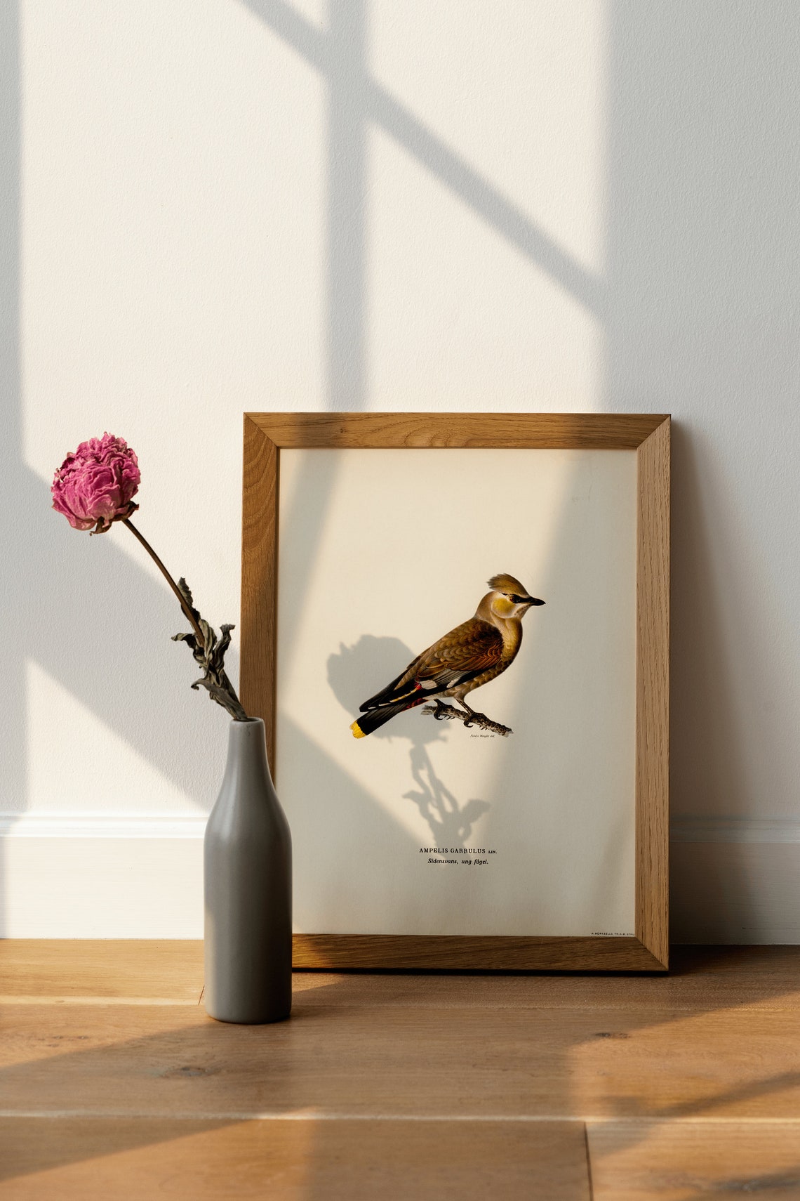 Bohemian Waxwing Vintage Bird Illustration Natural History Art Poster - Image 4