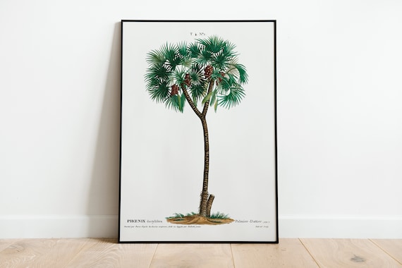 Date Palm Botanical Wall Art Print Poster A3 A4 A5 High Quality Classic Home Decor Giclee Vintage Art Deco Minimalist Palm Tree Gift