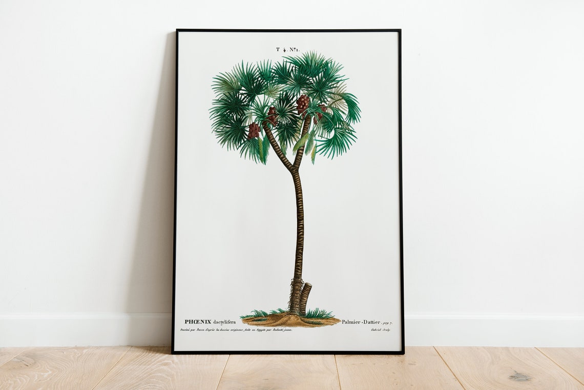 Date Palm Phoenix Dactylifera Vintage Botanical Illustration Poster