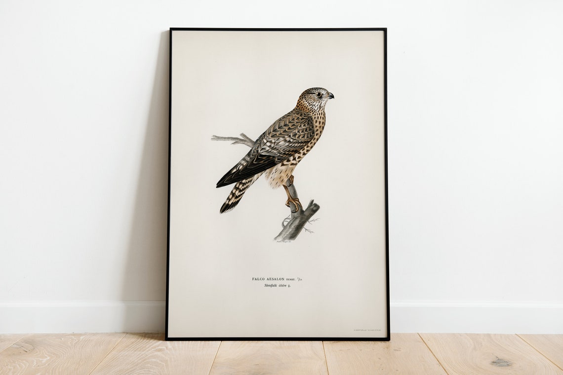 Female Merlin Falcon Vintage Ornithological Illustration Poster