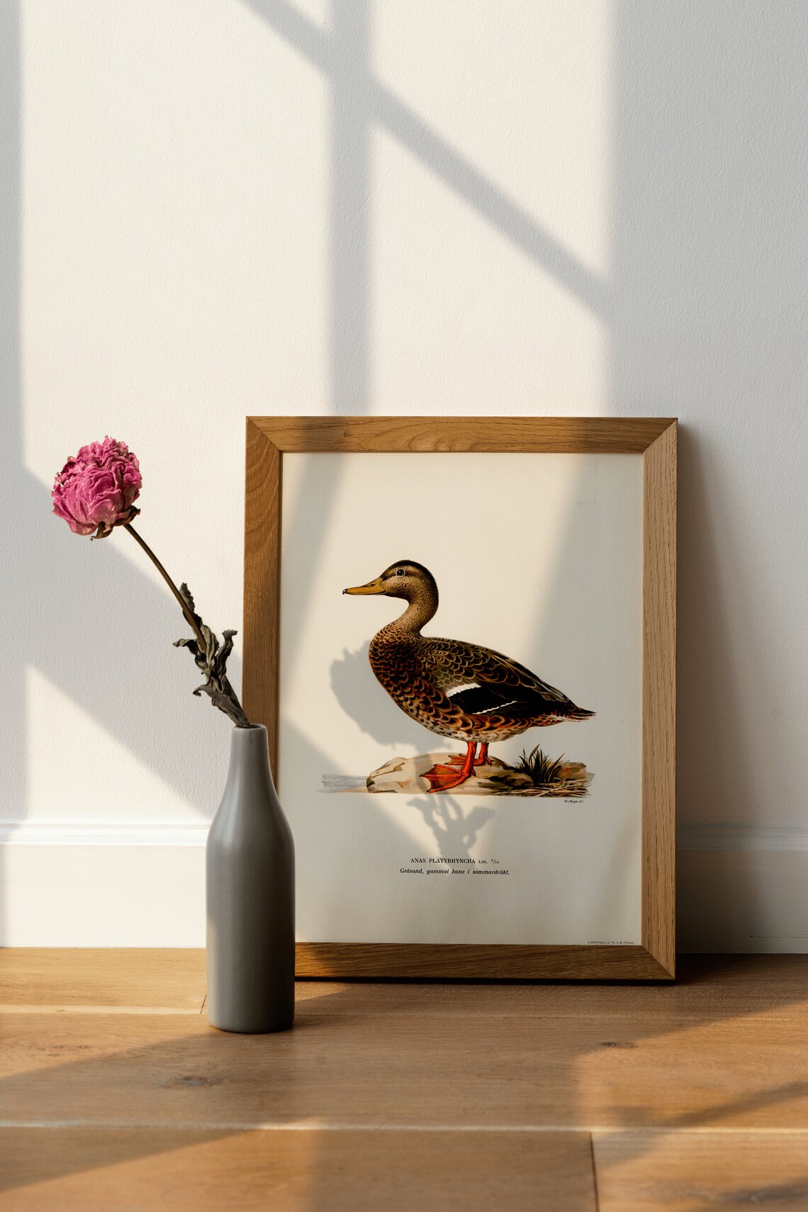 Mallard Duck Female Bird Vintage Nature Art Print - Image 4