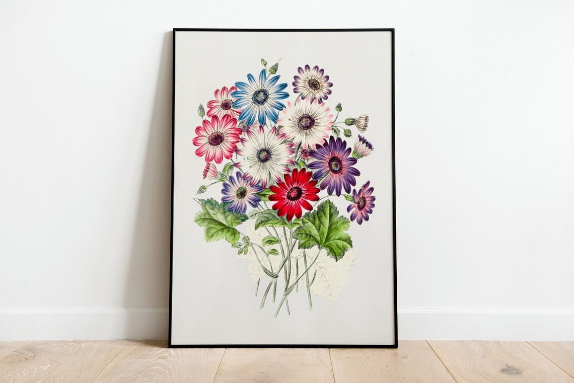 Colorful Chrysanthemum Daisy Bouquet Botanical Illustration Poster