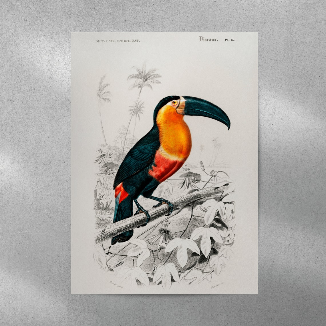 Vintage Toucan Bird Engraving Print Antique Natural History Artwork - Image 4
