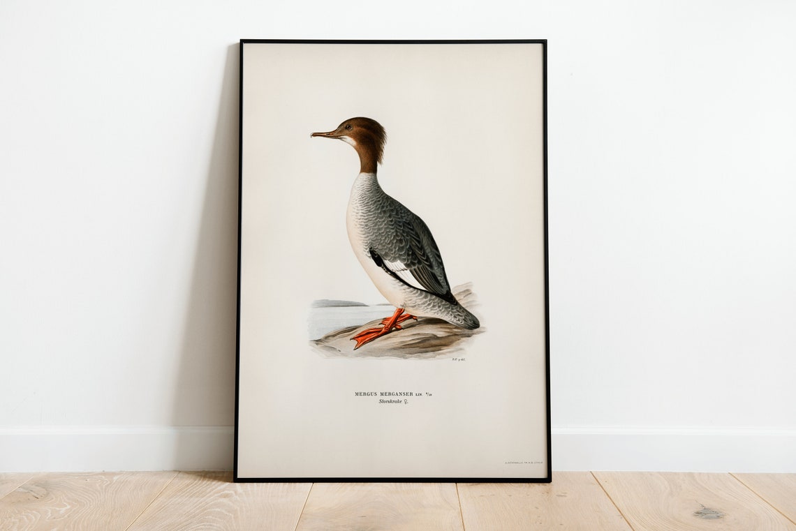 Goosander Merganser Vintage Bird Artwork Waterfowl Classic Print