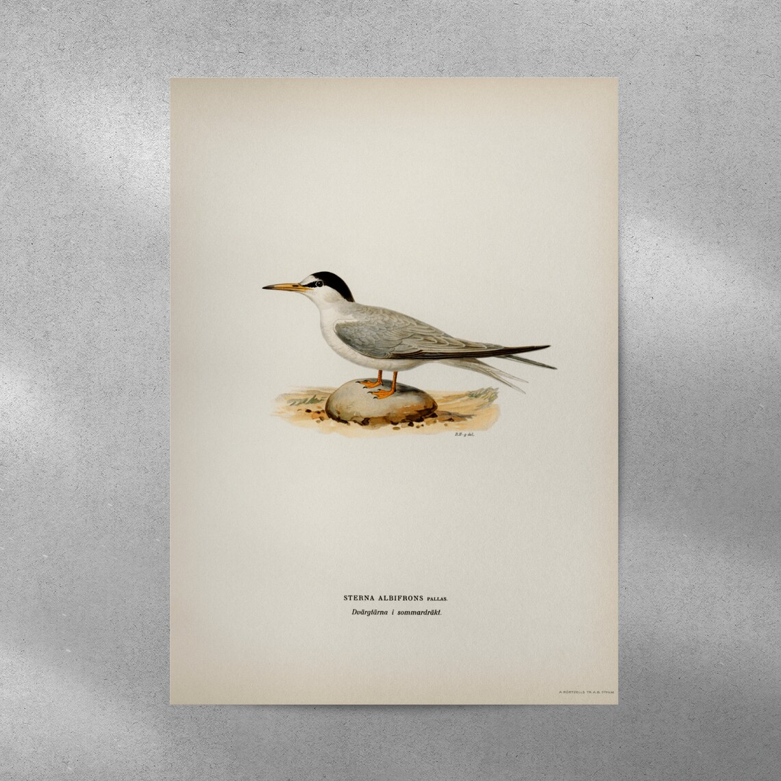 Little Tern Sea Bird Vintage Nature Art Print - Image 5