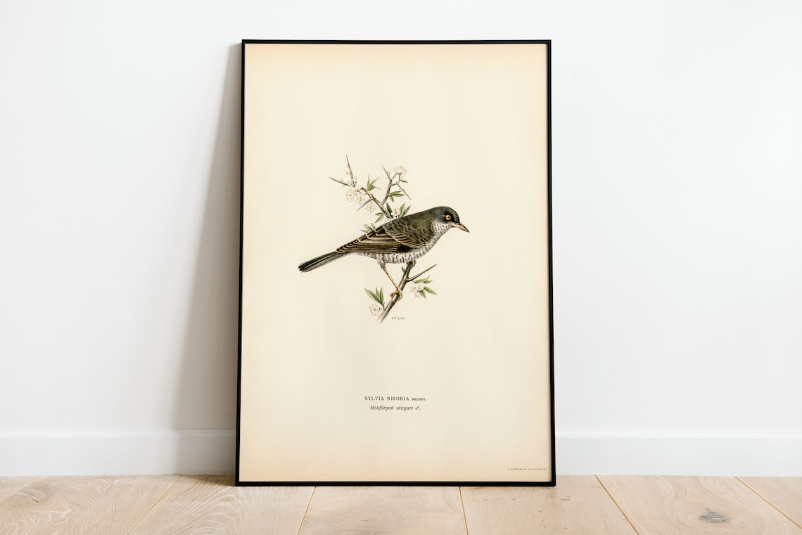 Barred Warbler Male Songbird Vintage Bird Illustration Poster