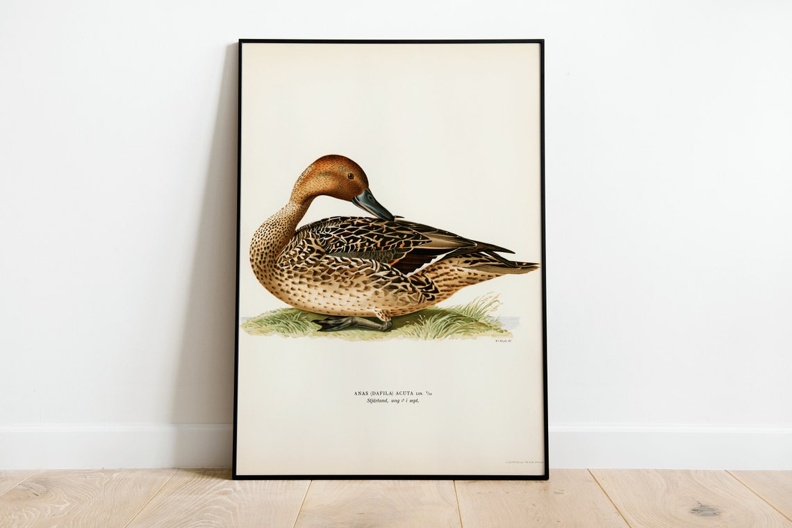 Northern Pintail Duck Vintage Natural History Print Waterfowl Artwork