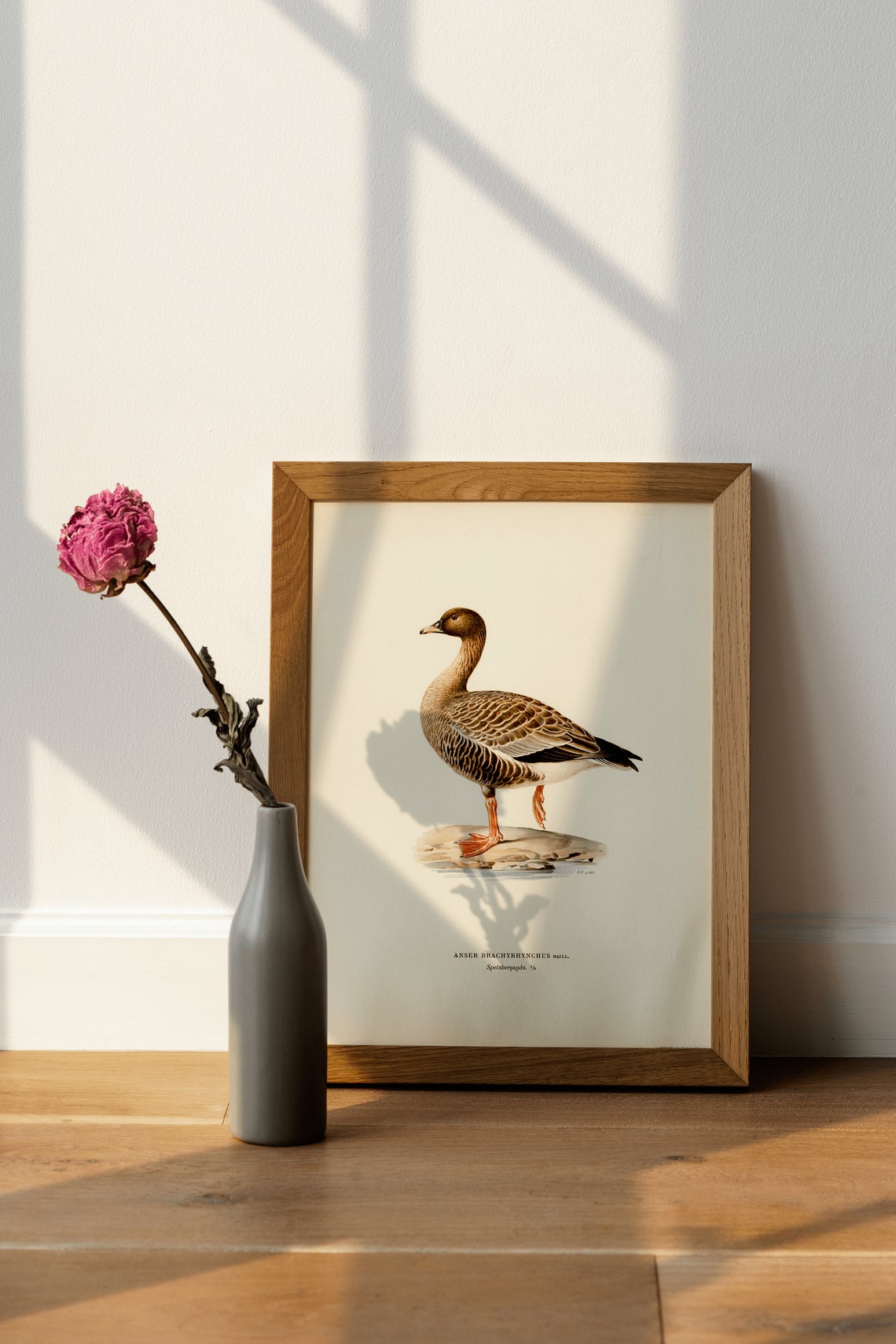 Pink Footed Goose Anser Brachyrhynchus Vintage Illustration Art Print - Image 4