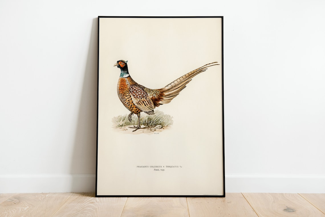 Pheasant Male Bird Vintage Nature Art Print - Image 3