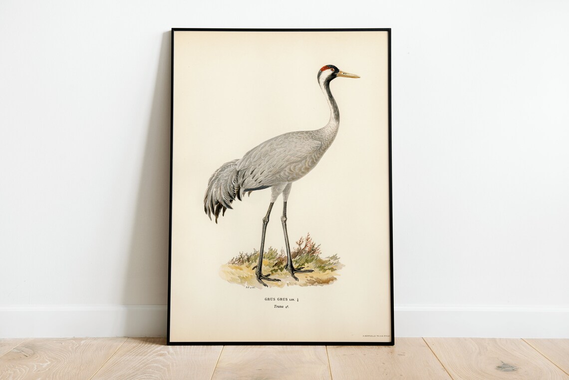Vintage Crane Bird Art Print, Classic Nature Decor
