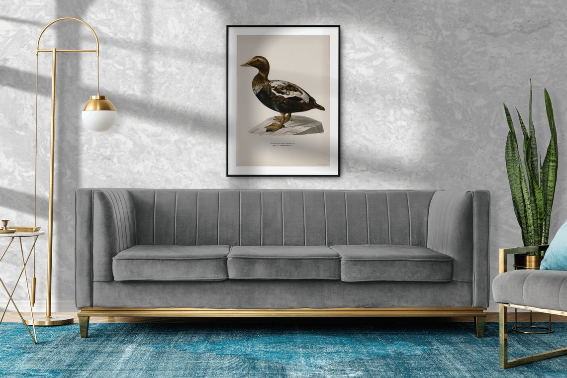 Eider Duck Seabird Vintage Ornithology Illustration Archival Poster - Image 2