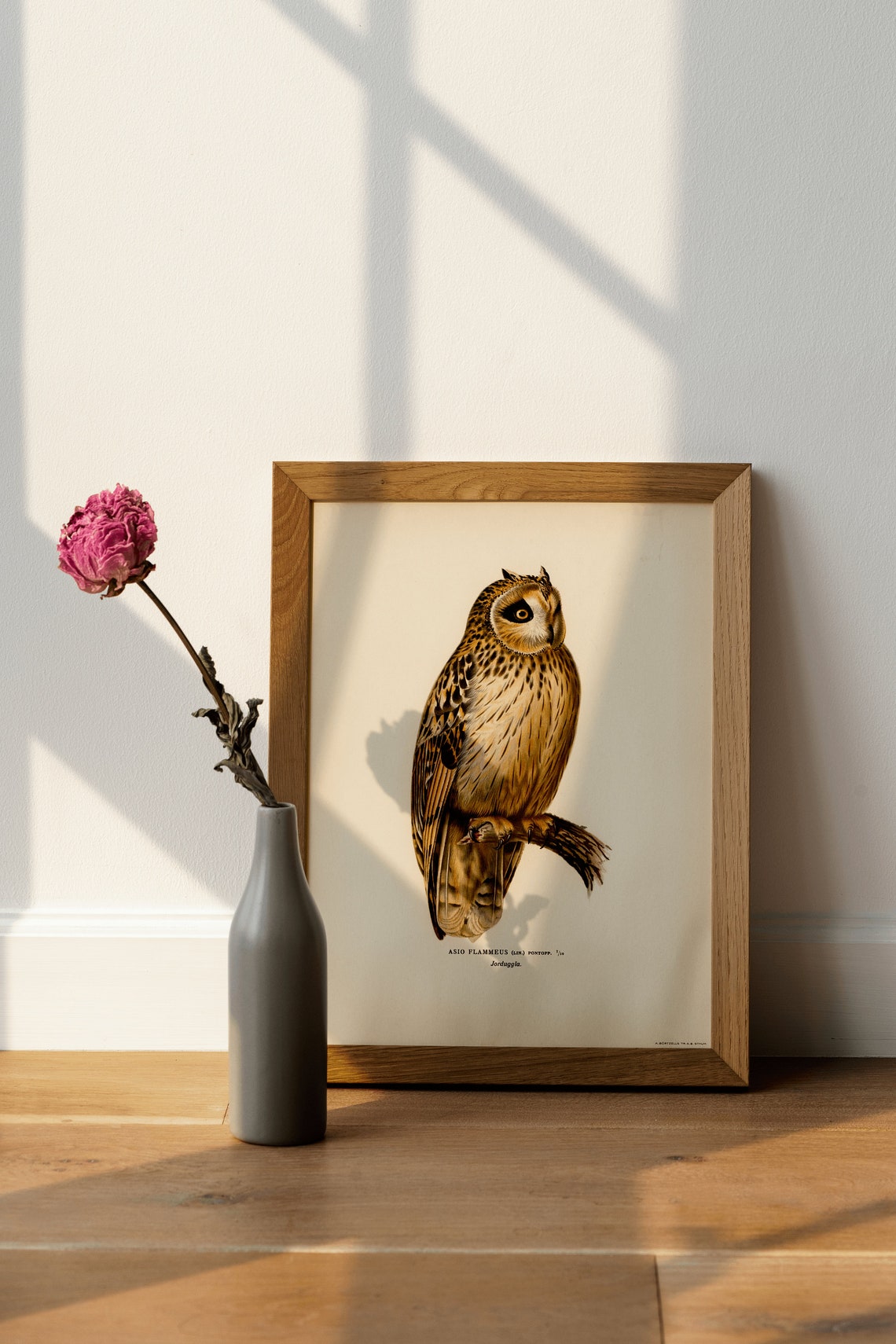 Classic Short Eared Owl Vintage Ornithological Illustration Poster - Image 4