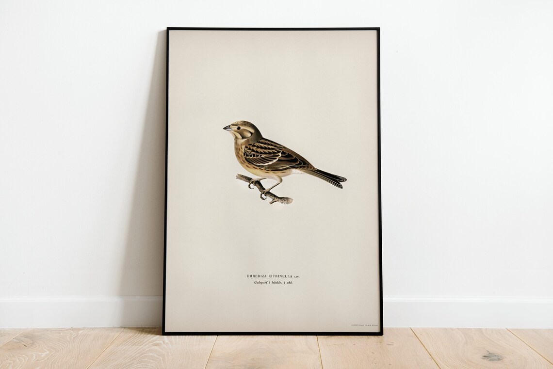 Yellowhammer Bird Vintage Nature Art Print