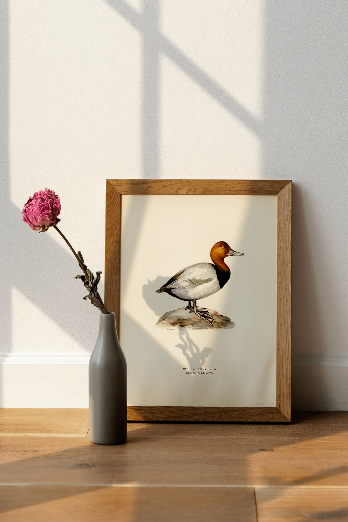 Common Pochard Male Duck Vintage Nature Art Print - Image 3