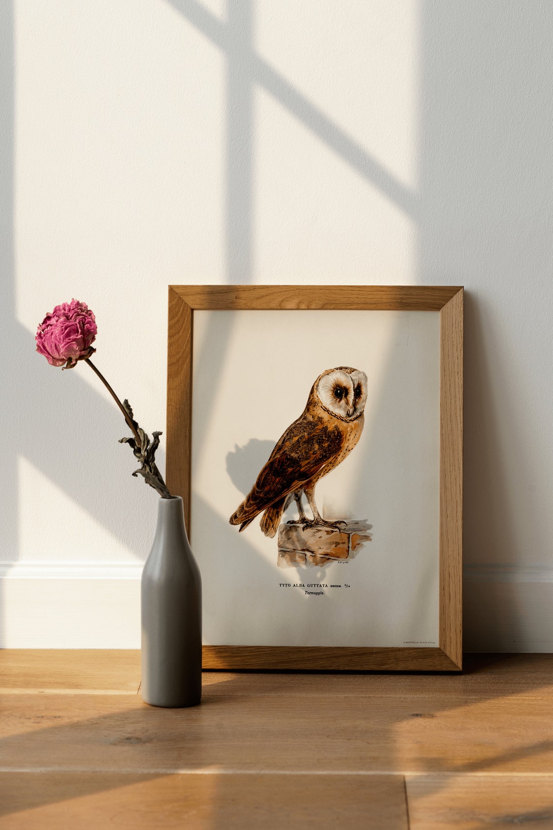 Barn Owl Perched Vintage Natural History Illustration Poster - Image 2