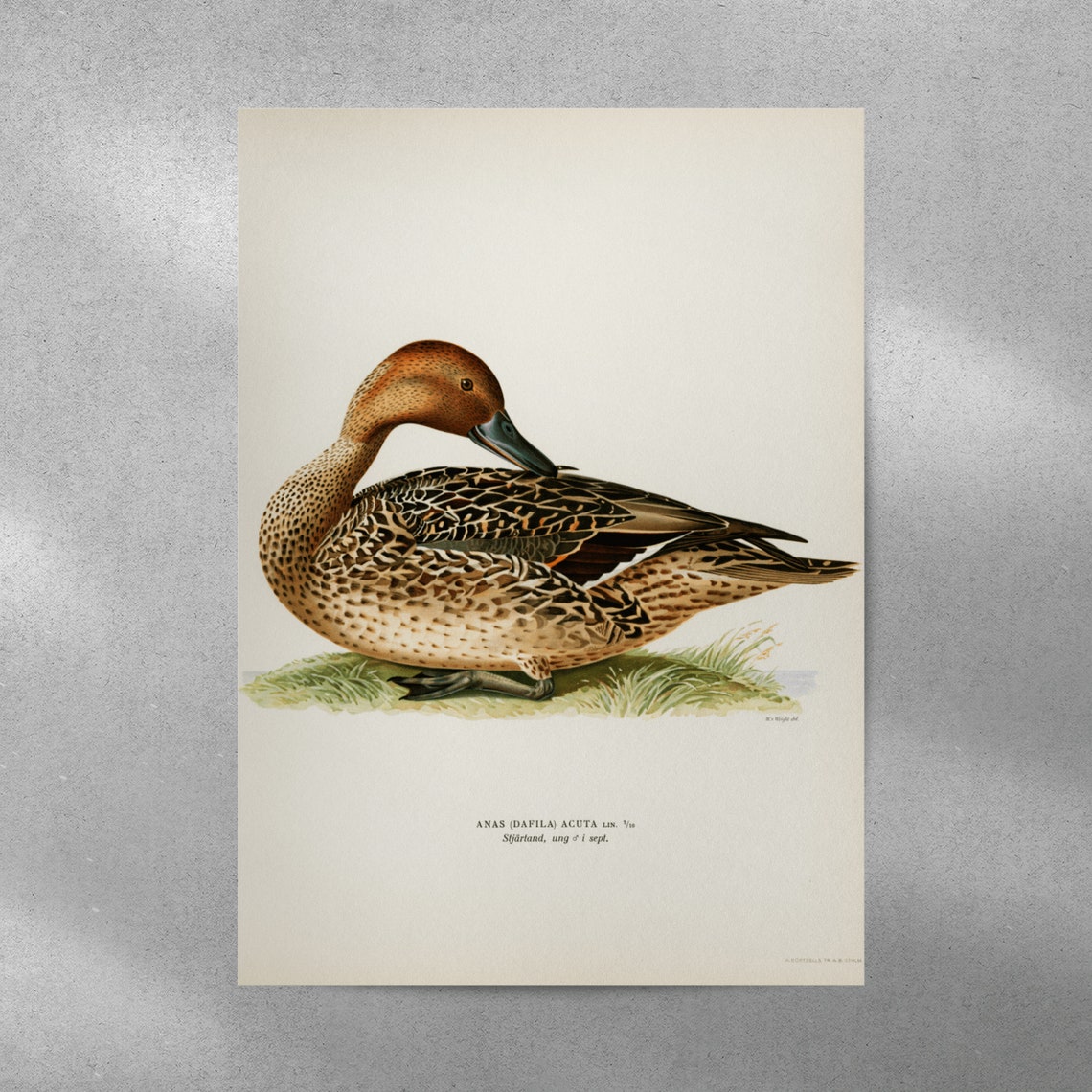 Northern Pintail Duck Vintage Natural History Print Waterfowl Artwork - Image 5