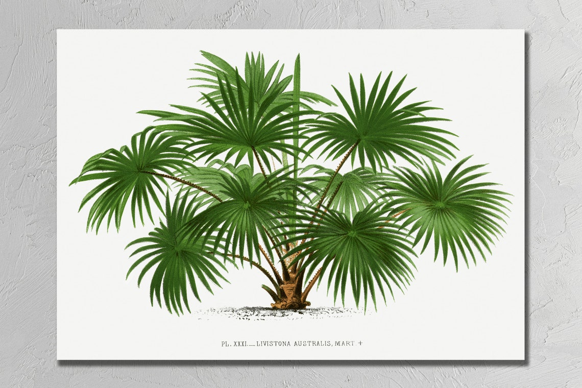 Vintage Livistona Australis Palm Tree Botanical Illustration Poster - Image 3
