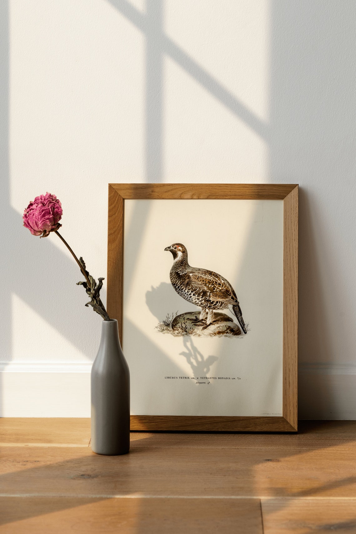 Black Grouse Hazel Grouse Hybrid Antique Game Bird Illustration Poster - Image 4