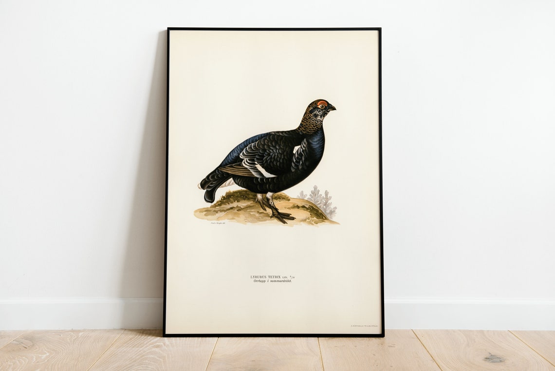 Black Grouse Vintage Ornithological Bird Illustration Art Poster