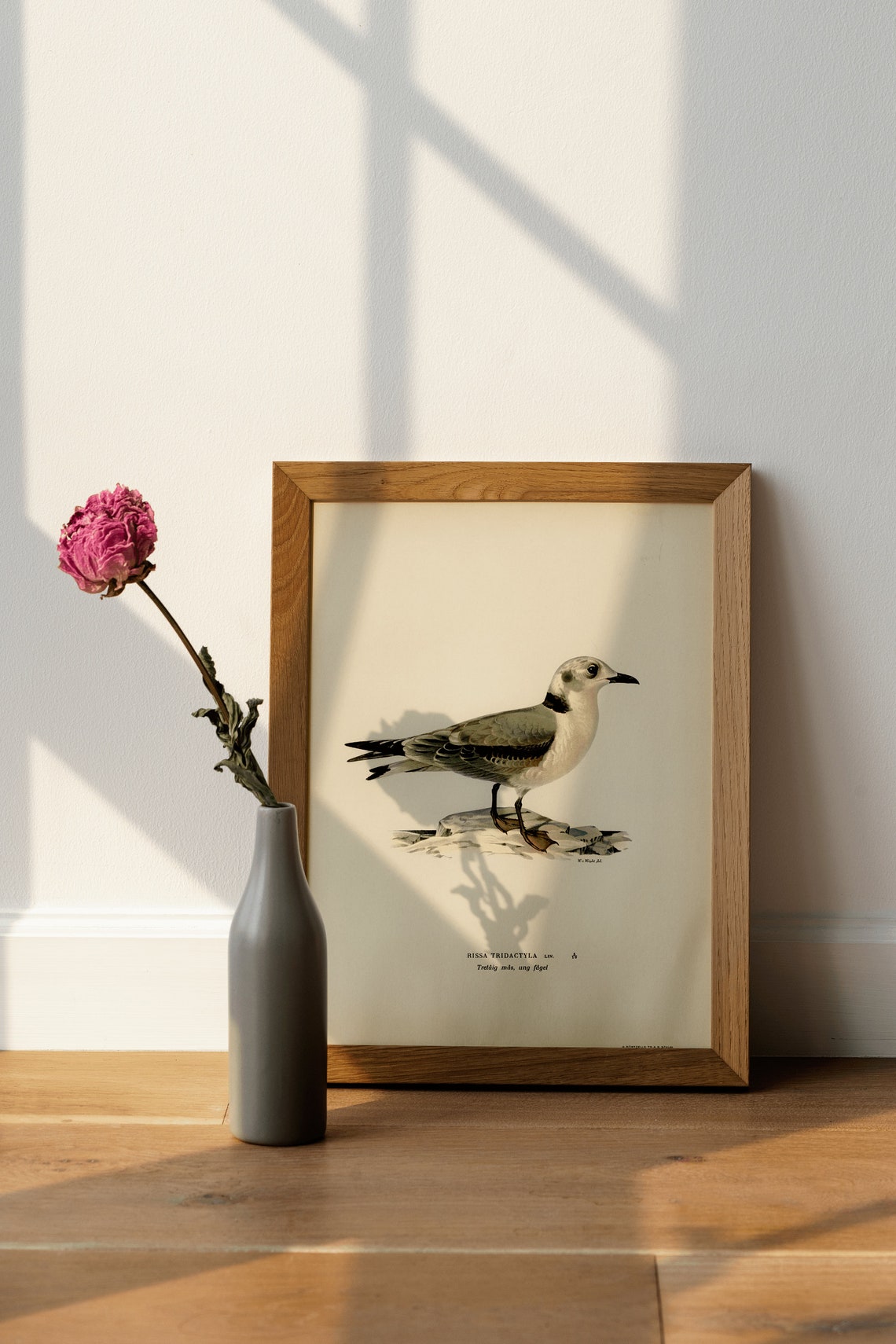 Black Legged Kittiwake Seabird Vintage Naturalist Bird Poster - Image 4