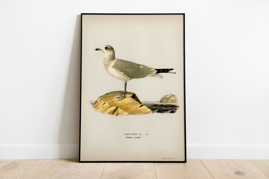Common Gull Seabird Vintage Ornithology Illustration Naturalist Poster