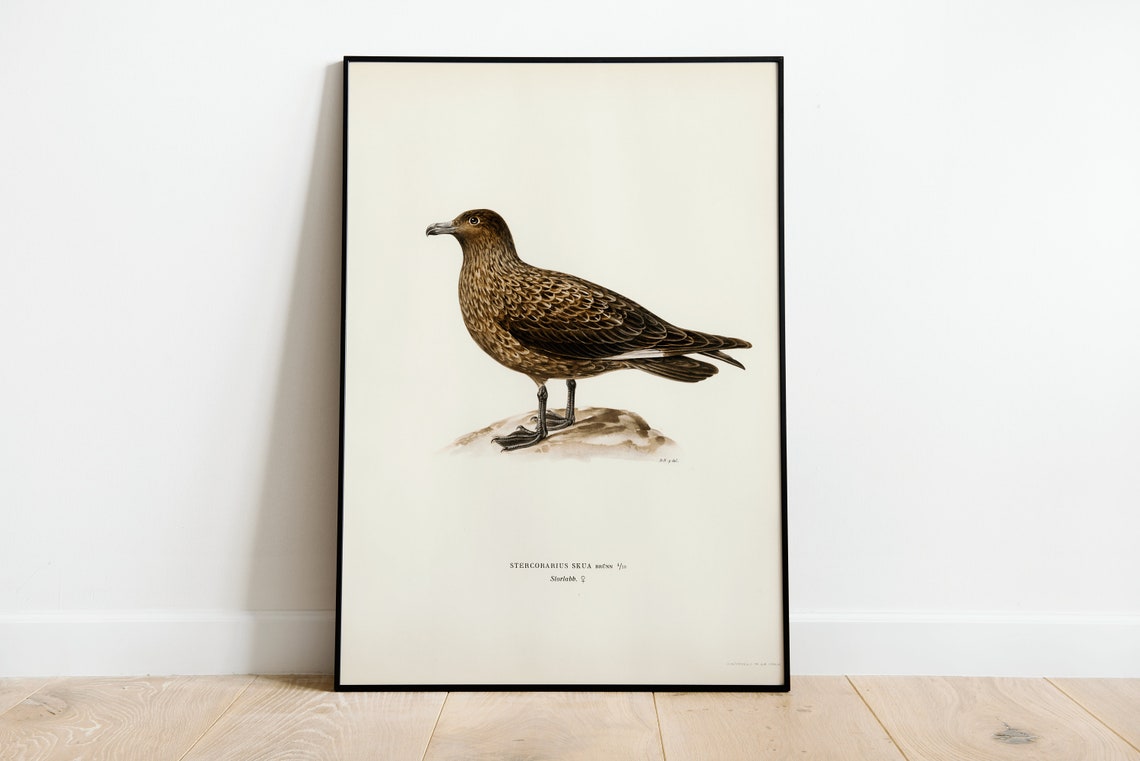 Great Skua Seabird Vintage Natural History Illustration Poster