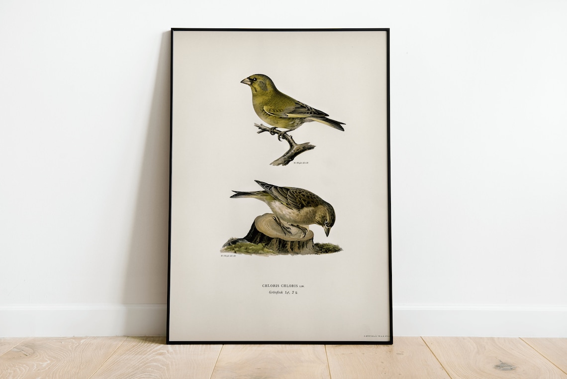 Greenfinch Vintage Nature Bird Art Print Poster