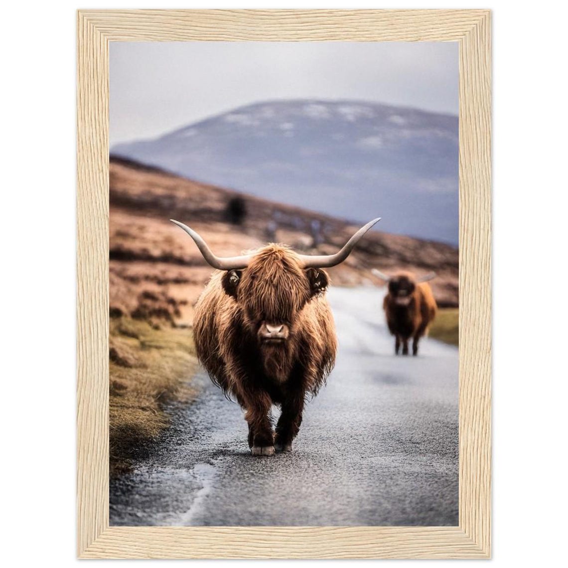 Highland Cow on Scottish Highland Road Wildlife Photography Poster