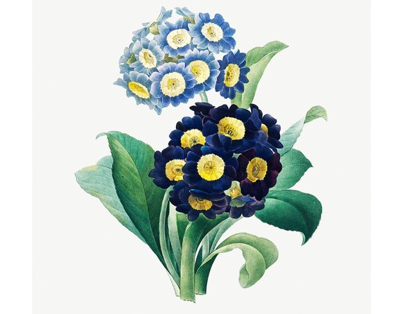 Bears Ear Auricula Antique Botanical Flower Engraving Poster