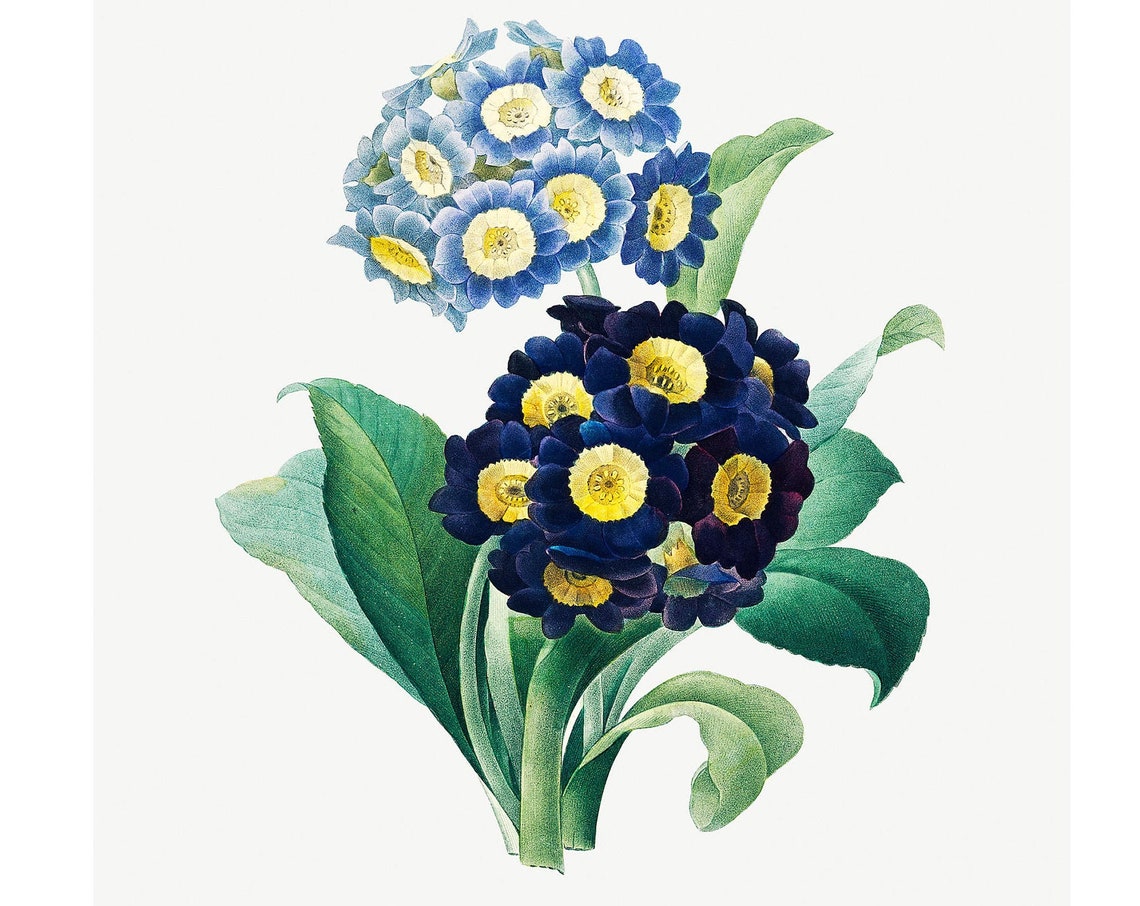 Bears Ear Auricula Antique Botanical Flower Engraving Poster