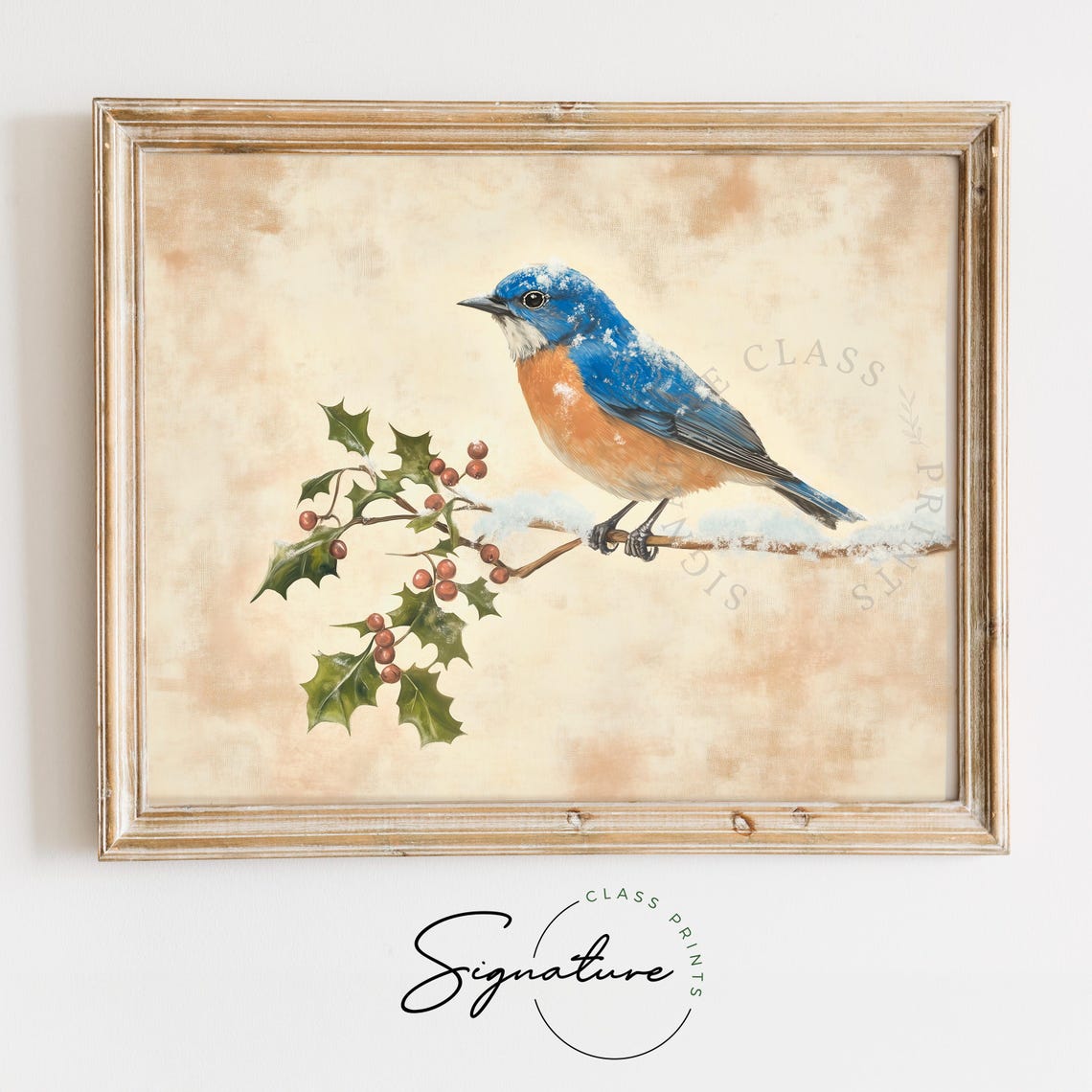 Western Bluebird on Snowy Branch With Red Holly Berries Poster