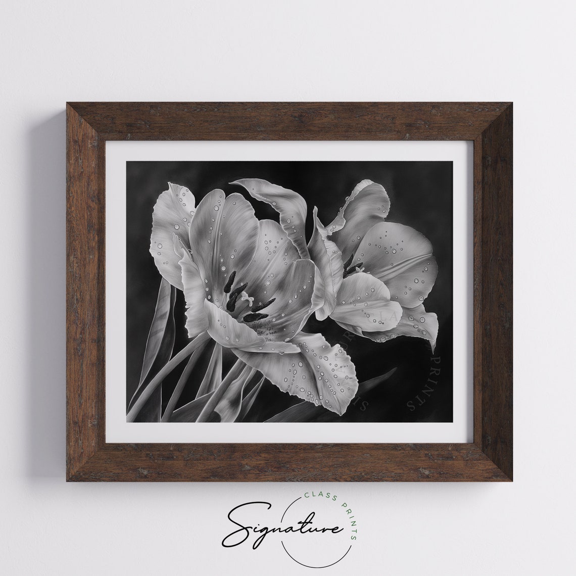Tulips With Morning Dew Dramatic Black Close Up Bloom Floral Poster - Image 5