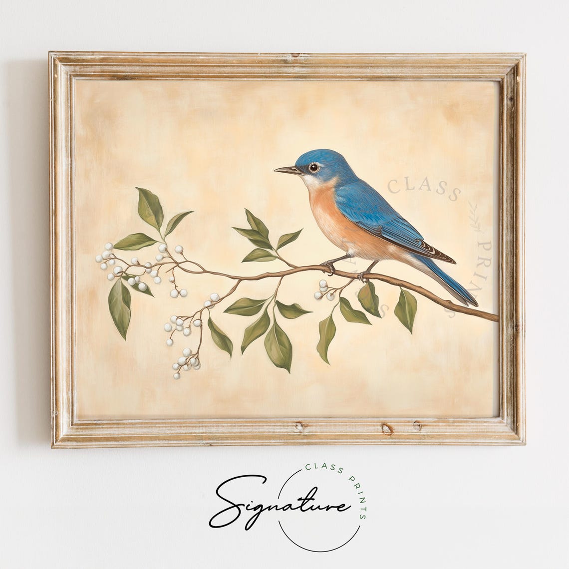 Eastern Bluebird on Branch with White Berries Bird Art Poster