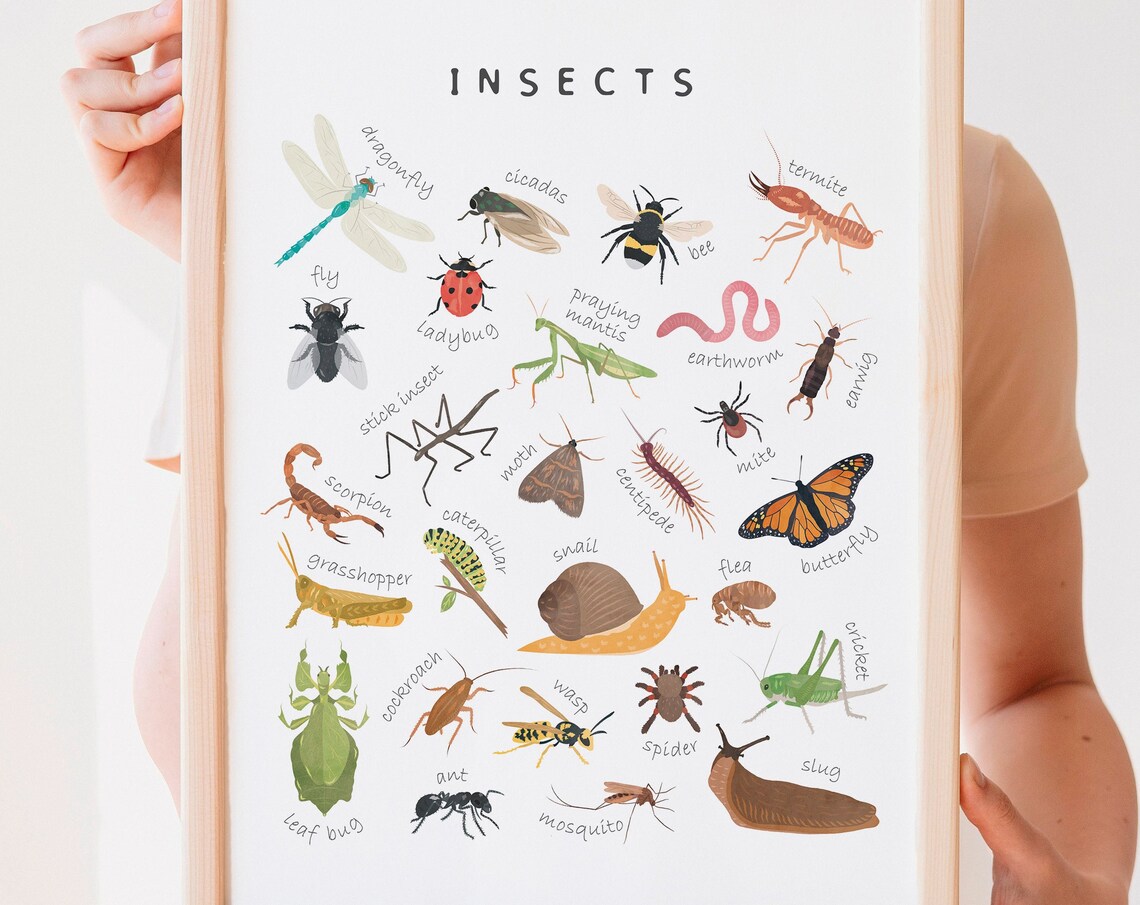 Educational Bugs Poster, Insects Classroom Decor Print