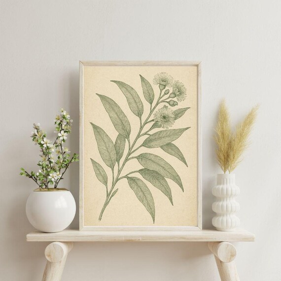 Vintage Botanical Eucalyptus Print Antique Plant Illustration Nature Wall Art Rustic Poster