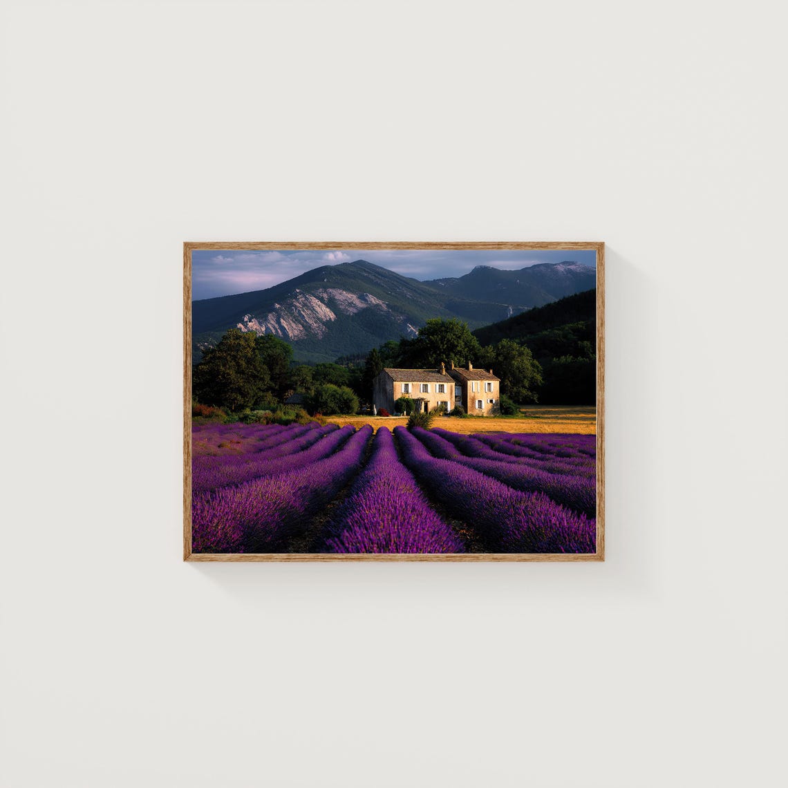 Lavender Field Rows Farmhouse Mountain Landscape Photography Poster