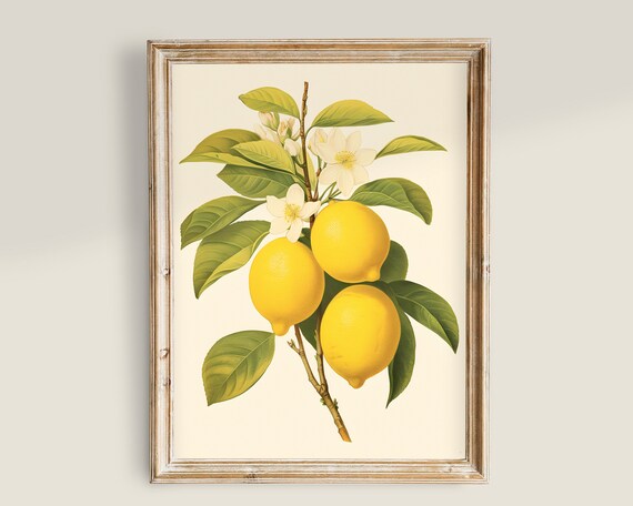 Vintage Kitchen Prints Yellow Lemons Country Kitchen Wall Art Antique Cooking Decor Vintage Art Lemons Fruits Life Painting