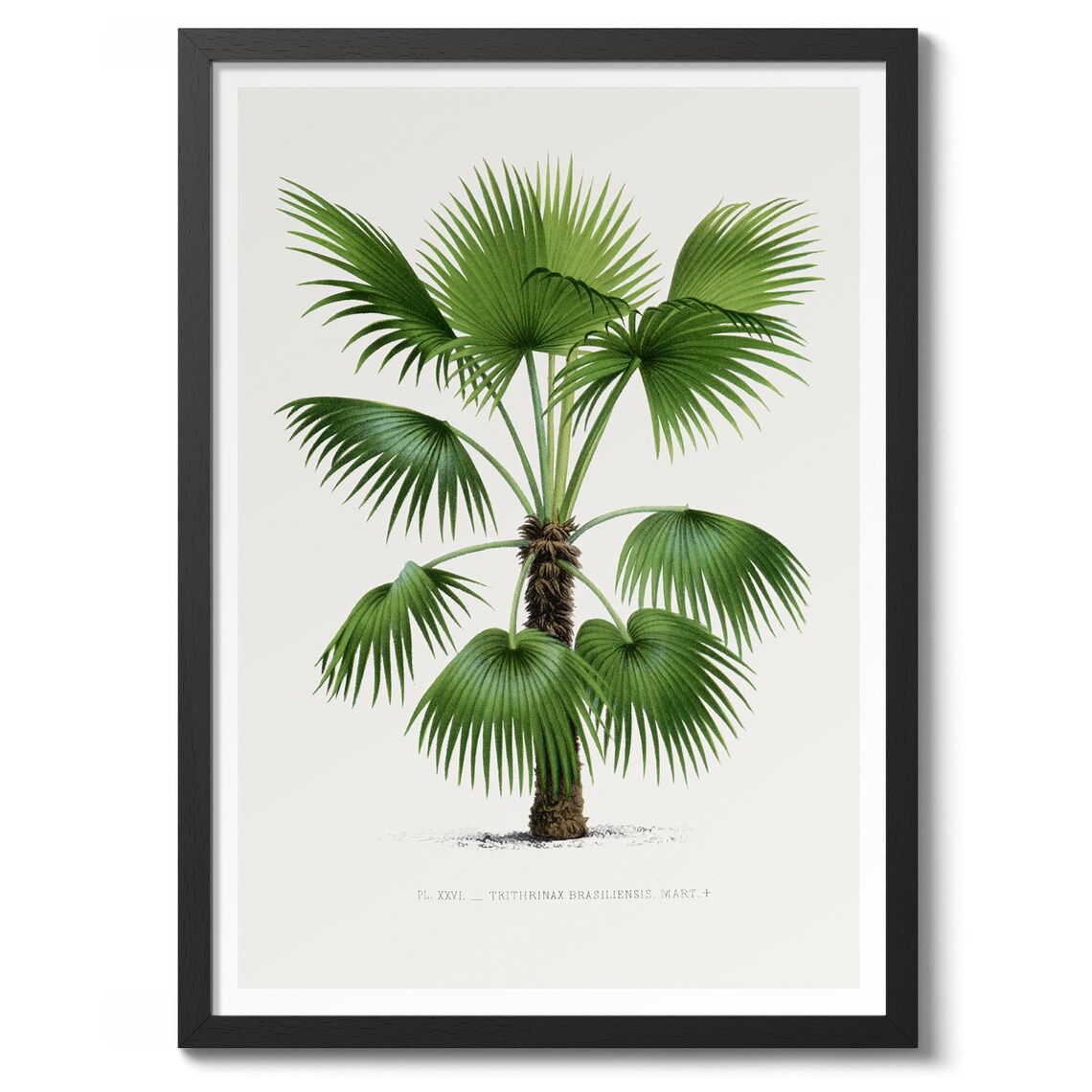 Trithrinax Brasiliensis Palm Botanical Print Vintage Nature Art