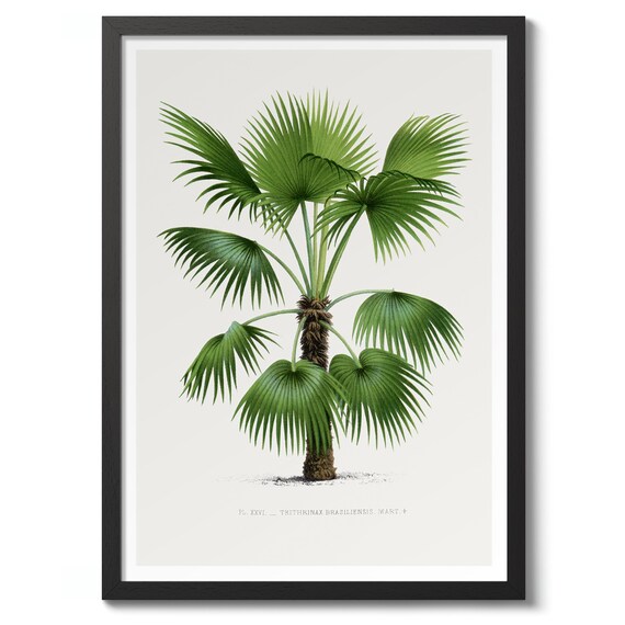 Trithrinax Brasiliensis By Oswald De Kerchove Denterghem 1878 Vintage Palm Tree Print Nature Poster Wall Art Decor Gift